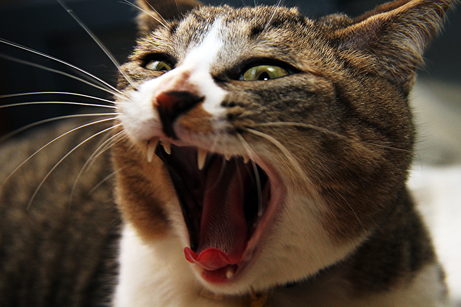 猫のあくび